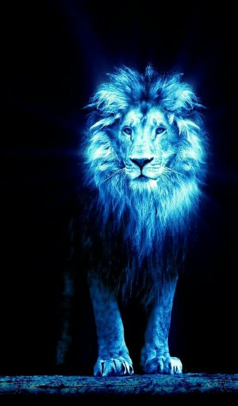 Lion Love, Lion And Lioness, Lion Wallpaper, Lion Images, Prophetic Art, Quotes Wisdom, Lion Pictures, Ayat Alkitab, Blue Lion