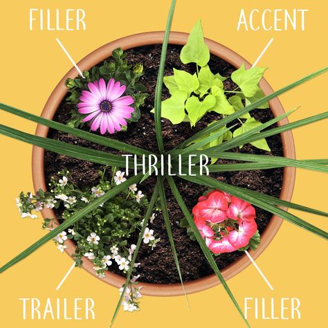 Building your hanging baskets or planters soon? Each plant plays a role. Mix and match shapes, heights and colors. Consider this basic recipe when planning your flower combinations. -- #IFACountryStores #Flowers #FlowerBaskets #HangingBaskets #FlowerPlanters #Planters #BeautifulFlowers#ThrillerFlowers #FillerFlowers #FillerPlants #ThrillerPlants #TrailingPlants #AccentPlants #Gardening #GardeningTips #BackyardLiving #UtahFlowers #MothersDayFlowers #MayFlowers #SpringFlowers #SummerFlowers Potted Plant Arrangements, Summer Planters, Front Porch Flowers, Most Beautiful Flower, Plant Arrangements, Outside Plants, Patio Flowers, Porch Flowers, Container Garden Design