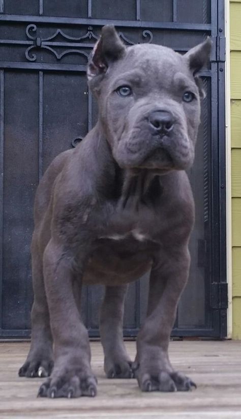 puppies are love Chien Cane Corso, Lovers Tattoo, Cane Corsos, Italian Mastiff, Cane Corso Puppies, Cane Corso Dog, Corso Dog, Huge Dogs, Mastiff Dogs