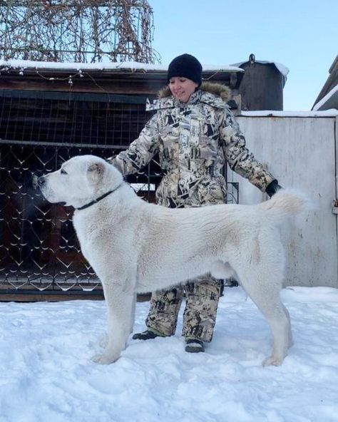 Russian Bear Dog, Asian Shepherd Dog, Alabai Dog, Central Asian Shepherd, Percheron Horses, Livestock Guardian Dog, Every Dog Breed, Akc Breeds, Huge Dogs