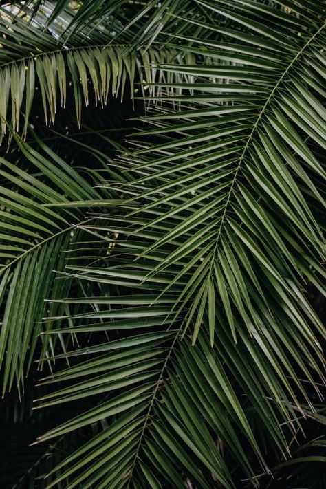 Peach Leaves, Palm Background, Neon Frame, Coconut Leaves, Tropical Palm Leaves, Leaf Background, Up Book, Tropical Palm, Original Wallpaper