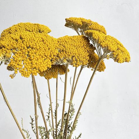 Wishlist Yellow Yarrow, Poppy Seed Pods, Copper And Grey, Globe Amaranth, Petal Confetti, Online Florist, Line Flower, Preserved Roses, Happy Flowers