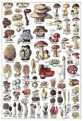 Premium Quality 11244.Decoration Poster.Home Wall Room art.Mushroom types.Botanical illustration, Top Home Decor Mushroom Identification, Mushroom Species, Chicken Of The Woods, Mushroom Poster, Mushroom Pictures, Mushroom Tattoos, Mushroom Drawing, Wellness Habits, Reference Chart