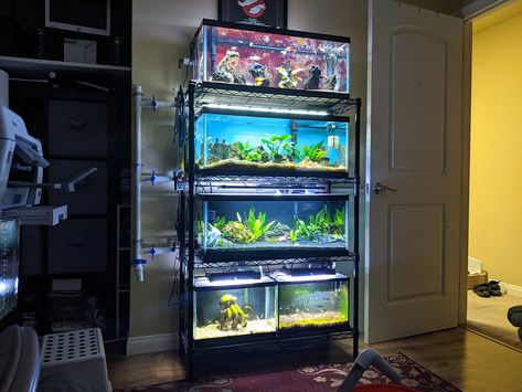 I am looking for recommendations for heavy duty steel racks for 20 gallon aquariums for my fish room. looking for it to hold 4-5 tanks on each rack. Thanks! 29 Gallon Aquarium, 20 Gallon Aquarium, Fish Room, Danger Noodles, Enclosure Ideas, Aquarium Set, Fish Tank Stand, Fishing Room, Aquarium Stand