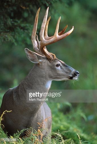 Outdoor Tattoos, Deer Profile, Deer Reference, Deer Pics, Horned Animals, Deer Eyes, Whitetail Deer Pictures, Deer Ears, Deer Photography