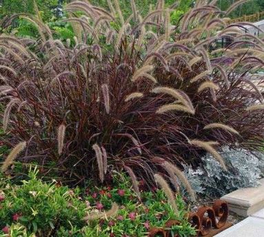 Pennisetum-Rubrum-Purple-Fountain-Grass Red Fountain Grass, Foxtail Grass, Pennisetum Setaceum, Climbing Hydrangea, Fountain Grass, Landscape Plants, Grasses Landscaping, Ornamental Grasses, Colorful Garden