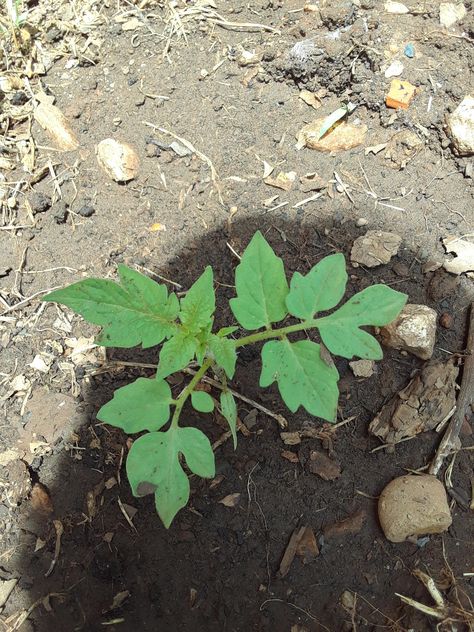 Roma tomato seedling busy doing some growing. Roma Tomato, Tomato Seedlings, Roma Tomatoes, Home Flowers, Garden Diy, Horticulture, Landscaping, Roses, Plants