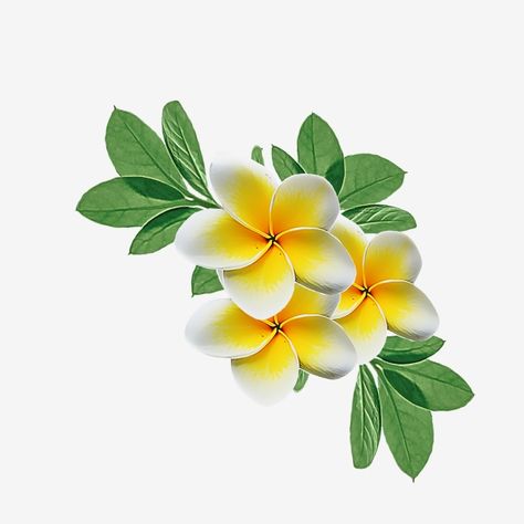 Ketaki Flower, Yellow Flowers Png, Nicaragua Art, White And Yellow Flowers, Pink Spring Flowers, Png Flowers, Flower Png Images, Watercolor Flower Background, Frame Floral