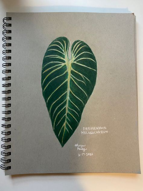 Philodendron Drawing, Philodendron Melanochrysum, Color Pencil Drawing, Color Pencil, Plant Art, Pencil Drawing, Pencil Drawings, Colored Pencils, Pencil