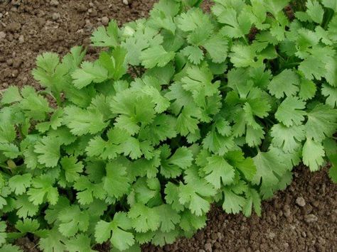 Don't throw out those stems - re-grow cilantro and 24 other foods from kitchen scraps. Growing Herbs Outdoors, Growing Coriander, Cilantro Plant, Cilantro Seeds, Growing Cilantro, Biennial Plants, Coriander Leaves, Edible Plants, Growing Herbs