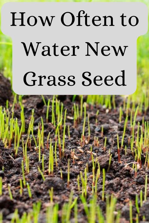 how often to water new grass seed Best Grass Seed Lawn, Grow Grass Fast, How To Plant Grass, Growing Grass From Seed, Common Lawn Weeds, Planting Grass Seed, Best Grass Seed, Planting Grass, Garden Prepping