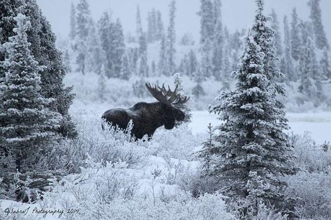 Moose Pictures, Moose Hunting, Alaska Photos, Alaska Wildlife, Bull Moose, Photo Mosaic, Elk Hunting, Image Nature, Lake Louise