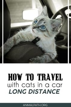 Animal Tips, Being Organized, Car Trip, Adventure Cat, Cat Info, Cat Care Tips, Big Move, Travel Nursing, Cat Travel