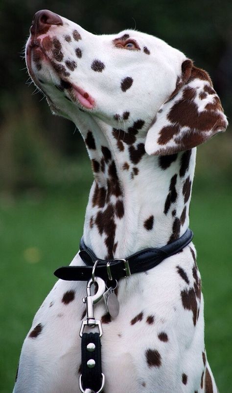 My last two Dalmatians were liver spotted like this beautiful pup. Dalmatian Brown Spots, Dalmatian Blue Eyes, Dalmatian Portrait, Dalmatian Reference, Dalmatian Dogs Aesthetic, Spotty Dog, Spotted Dog, Dalmatian Puppy, Dalmatian Dogs