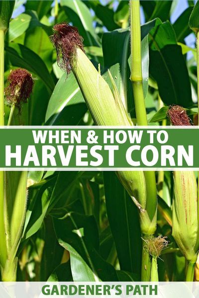 If you’re growing corn you may be wondering when and how to harvest for maximum sweetness and flavor. In this guide you’ll learn when and how to harvest the top five types of homegrown corn. Discover when they are perfect for picking, and the main harvesting methods now on Gardener’s Path. #corn #harvest #gardenerspath When To Harvest Corn, Growing Sweet Corn, Corn Harvest, Harvest Corn, Growing Corn, Vegetable Garden Tips, Corn Plant, Backyard Vegetable Gardens, Garden Veggies