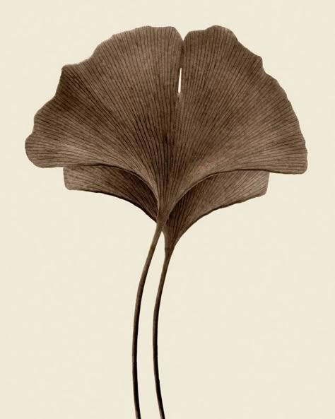 Brown Autumn, Leaf Photography, Gingko Leaves, Ginkgo Leaves, Leaves Art, Mood Images, Vintage Blog, Ginkgo Leaf, Autumn Decor