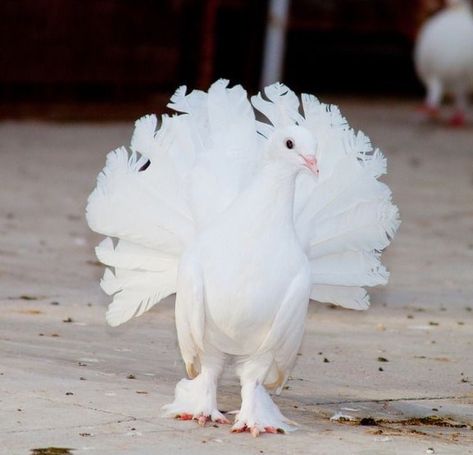 Indian Fantail Pigeon Types Of Pigeons, Fantail Pigeon, Albino Peacock, Melanistic Animals, Rare Albino Animals, Pigeon Pictures, Pigeon Breeds, White Animals, Albino Animals