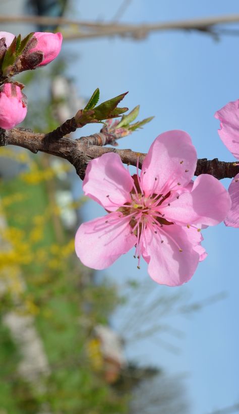 Pink blossom on branch of nectarine tree Nectarine Tree, Nectarine Blossom, Stone Fruit, Nectarine, Pink Blossom, Planting, Blossom, Trees, Fruit