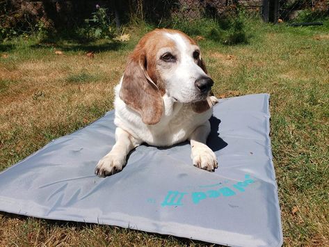 Best Cooling Mats for Dogs in 2021 Dog Cooling Mat, Dog Bath, Dog Nails, Water Can, Pet Treats, Small Breed, Number Two, Cool Beds, Dog Crate