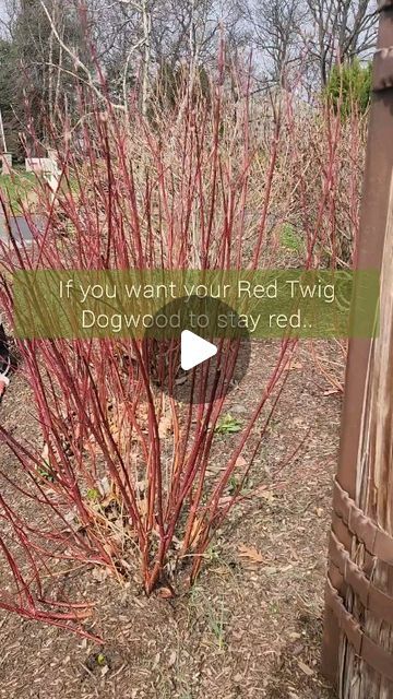 Erin Koberle on Instagram: "Red Twig Dogwood are not going to perform for you if you don't cut them way back every spring. If they've been overgrown for a long time and they have a few really thick trunks at the base, it may take a couple of seasons to look full and attractive again. Prune them like this regardless, and they'll get better each year.   #redtwigdogwood #gardener #pruningseason #dormantpruning #gardenerslife" Dogwood Bush, Red Twig Dogwood, Twig Dogwood, Get Better, Hedges, A Couple, To Look, Home And Garden, Take That