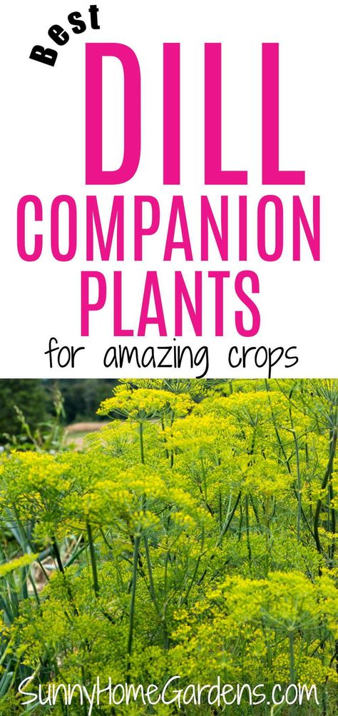 If you love companion planting in your vegetable garden, check out these best compaion plants for planting near dill. Dill is an amazing herb for your vegetable or herb garden. Planting Dill, Growing Dill, Grow Dill, How To Grow Dill, Companion Planting Guide, Best Companion Plants, Companion Planting Vegetables, Outdoor Herb Garden, Spice Garden