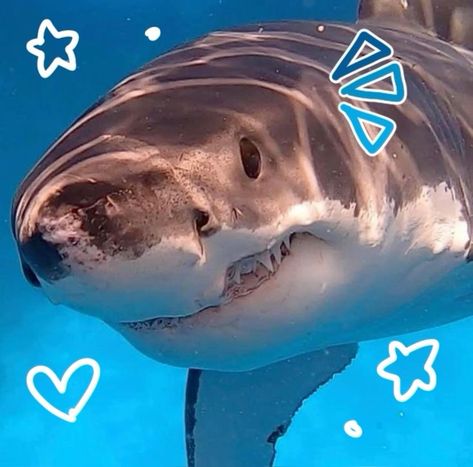 Shark!!! Shark Therian, Cute Great White Shark, Sharks Aesthetic, Sharks Cute, Silly Sharks, Shark Tail, Shark Photos, Shark Pictures, Bull Shark