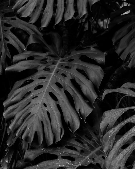 SP 🖤 Live Earth, Instagram Blogger, Botanical Beauty, Black N White, Pittsburgh, Outdoor Space, Plant Leaves, Nature Photography, Split