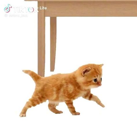 Orange Cat Breeds, Cat Company, Cat Icon, Funny Doodles, Silly Animals, Funny Cute Cats, Cool Animations, Orange Cat, Silly Cats