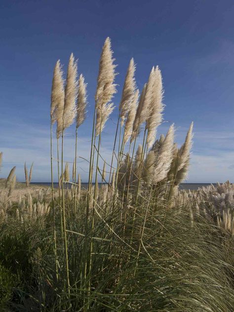 Pampas grass (Cortaderia selloana) is popular in Southern yards. This statement plant thrives in hot, sunny conditions and is often used in fall decor. How To Grow Pampas Grass From Seed, Pampas Grass Picture, Pampas Grass Field, Panicum Prairie Sky, Sea Oats Grass Plants, Trendy Plants, Red Fall, Hedge Trimmers, Fall Flower Arrangements