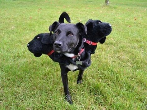 Spooktober Special: Adorable Cerberus Dog Costumes - I Can Has Cheezburger? Three Headed Dog Costume, Harry Potter Dog Costume, Cerberus Dog, Three Headed Dog, Bonnie Costume, Dog Halloween Outfits, Harry Potter Dog, Dog Fancy Dress, Harry Potter Halloween Costumes