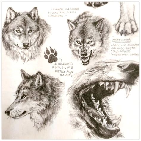 Wolf Sketch, Canine Drawing, Nature Sketch, Animal Study, Canine Art, Wolf Drawing, Animal Sketches, Wolf Art, Arte Fantasy