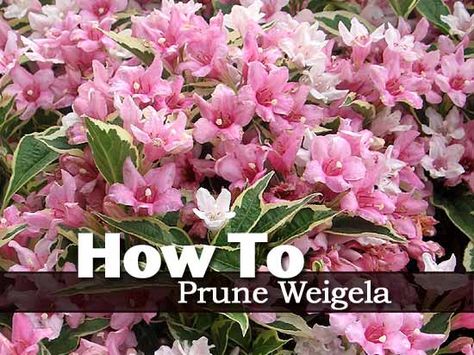 When should you prune a weigela? What is the best way to go about it? Weigela is a great garden plant that grows in full sun or bright shade. Mark Viette shares in this video his recommendations on pruning a Weigela. Mark recommends using hand pruners and being selective in the pruning process, along with … Weigela Bush, Azalea Bush, Flowering Bushes, Garden Vines, Garden Shrubs, How To Attract Hummingbirds, Flowering Shrubs, Landscaping Plants, Trees And Shrubs