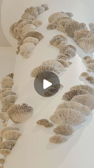 Plant the Future on Instagram: "Mushroom Reef 2024, Private Residence, Brooklyn, NY Preserved Mushrooms, Paint, Adhesive.   Mushrooms symbolize resilience, regeneration, and interconnectedness. 🌱💫 As they thrive in diverse environments, breaking down organic matter and facilitating new growth, they remind us of the intricate web of life that sustains our planet. 🌏💚  At Plant The Future, we believe in the aesthetic beauty and  transformative power of mushrooms. 🌟 From their medicinal properties to their potential in sustainable materials and even as a solution for environmental remediation, mushrooms embody innovation and hope for the future.   Mushrooms represent the magical, unexpected moments in life. When you encounter mushrooms in nature, they are considered a symbol of good luck Mushrooms In Nature, Web Of Life, Botanical Display, Hope For The Future, Organic Matter, Wallpaper Decor, Aesthetic Beauty, New Growth, Sustainable Materials