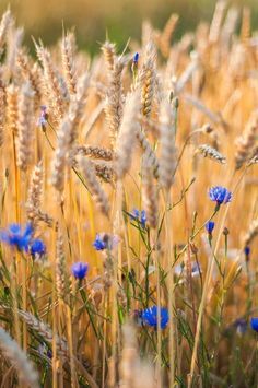 Wheat and Chicory Crop Field, Fields Of Gold, Wheat Fields, Flower Field, Grasses, Country Life, Country Living, Farm Life, In The Middle