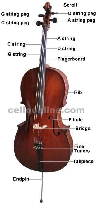 How To Play Cello, How To Play The Cello, Learn To Play Cello, Learning Cello, Cello Teaching, Cello Instrument, Best Workout Songs, Cello Lessons, Viola Music