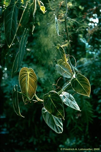 Philodendron melanochrysum Philodendron Aesthetic, Philodendron Melanochrysum, Rainforest Plants, Jungle Mural, Plant Fungus, Tropical Art, Rare Plants, Green Aesthetic, Cool Plants