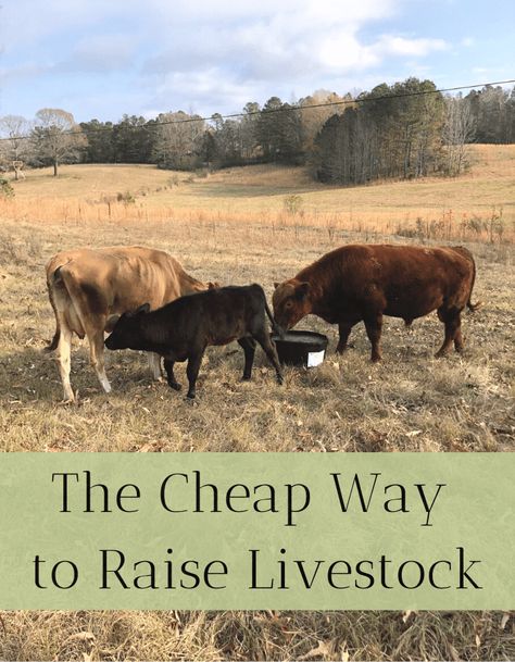 Pasture Shelter, Three Cows, Livestock Fence, Beef Farming, Cows Grazing, Homesteading Animals, Cow Pasture, Raising Cattle, Beef Cow