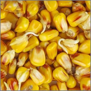 Growing Corn From Seed, How To Plant Corn, When To Plant Corn, Taco Dinner Recipes, Planting Corn, Growing Sweet Corn, Grow Corn, Farm Supplies, Corn Removal