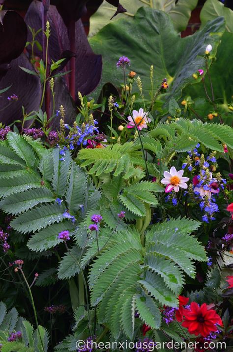 Melianthus Major, Tropical Plants Uk, Jungle Border, Full Sun Container Plants, Gravel Gardens, Tropical Gardening, Small Tropical Gardens, Manchester House, Garden Tropical