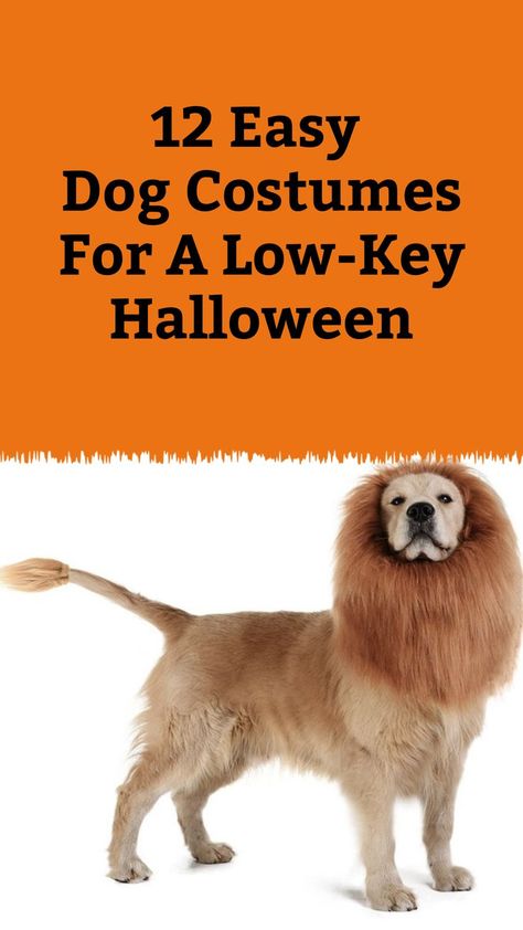 Headed to a dog-friendly costume party this Halloween? Check out these easy dog costumes that will still make him a big contender in the costume contest. Easy Dog Costumes, Big Dog Halloween Costumes, Dog Halloween Costumes, Dog Costumes, Dog Parents, Costume Contest, Halloween Parties, Dog Halloween, Big Dogs