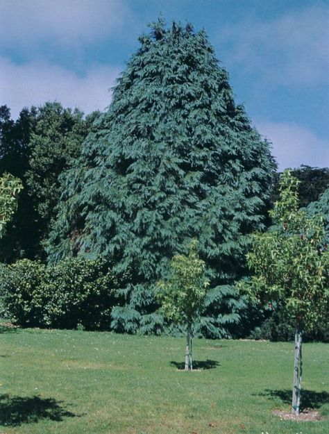 Pacific Horticulture | The Untimely Demise of the Lawson Cypress Lawson Cypress, Chamaecyparis Lawsoniana, Ornamental Horticulture, Port Orford Cedar, Monterey Cypress, Conifers Garden, Teamwork Makes The Dream Work, Night Garden, Wildlife Habitat