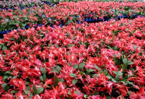 Zygocactus Australia Christmas Cactus, Red Peppercorn, Cactus, Australia, Plants, Flowers, Christmas