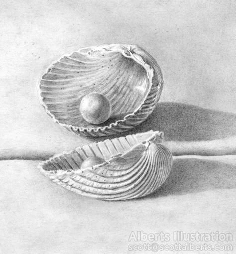 Seashell Pearl Drawing, Pearl Shell Drawing, Black Mermaid Tattoo, Pearl Sketch, Pearl Drawing, Ocean Posters, Drawings Of Nature, Seashell Drawing, Charcoal Artwork