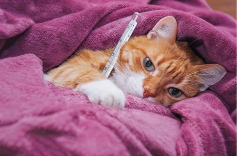 Sick cat? Here are the main signs of feline illness - Housesit Match Sick Cat, Cat Sitter, Diy Accent Wall, Feeling Weak, Healthy Cat, Cat Signs, Healthy Pets, Puppy Eyes, Domestic Cat