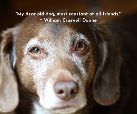 "My dear old dog, most constant of all friends." ~ William Croswell Doane Senior Dog Care, Old Dog Quotes, Senior Dogs Care, Animal Signs, Large Breed Dogs, Dog Poems, Dog Quotes Love, Dog Quote, Old Dog