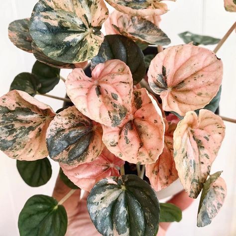 House Plant Craze on Instagram: “Sharing Plant Love! 🌿💕 Tag us in your plant photos, and we’ll share our favorites! 🌿 #houseplantcraze #peperomia #peperomiapinklady…” Vegetable Gardening Ideas, Gardening For Dummies, Indoor Flowering Plants, Plant Photos, Pink Plant, Love Tag, Big Plants, Succulent Terrarium, Hanging Plant