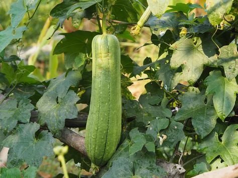 How to Pick and Dry Loofah Gourds | Hunker How To Dry Gourds, How To Grow Cucumbers, Grow Cucumbers, Creepers Plants, Useful Plants, Planting Pumpkins, Growing Cucumbers, Loofah Sponge, Tomato Cages