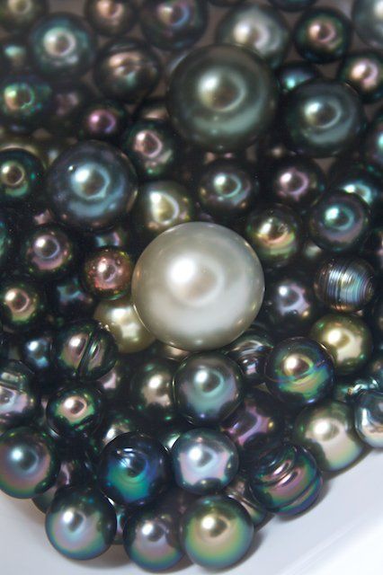 Tahitian Pearl Harvest - Kamoka Pearls love it! #ecrafty find glass pearls at http://www.ecrafty.com/c-595-glass-pearls.aspx Black Pearl Jewelry, Pearl Jewelry Ring, Loose Pearls, Pearl And Lace, Tahitian Pearls, Irises, Naturally Beautiful, Gems And Minerals, Crystal Gems