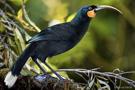 Huia (Heteralocha acutirostris, Gould, 1837) - extinct wattlebird in New Zesland, artist image. Huia Bird, Bird Images, Nz Art, Maori Art, Tail Feathers, Garden Landscape Design, Bird Photo, Colorful Birds, Bird Watching