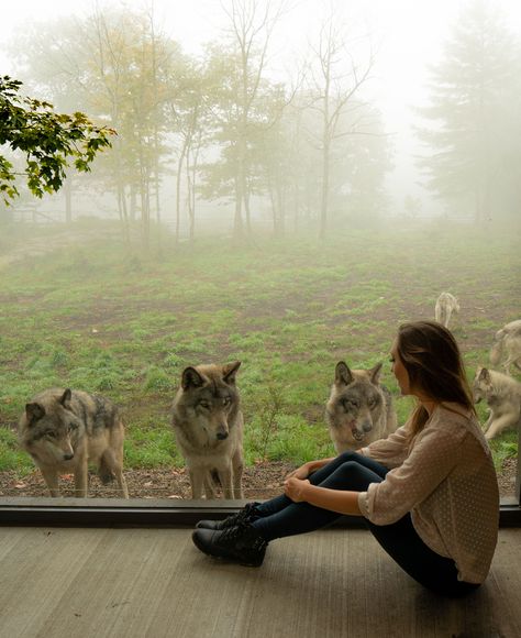 The Wolf Cabin in Parc Omega, Quebec, Canada. Click for the perfect fall road trip itinerary in Quebec, with gorgeous stops, delicious food guide and the best accommodation recommendations. Backpacking Canada, Wolf Lodge, Canada Holiday, Animal Kingdom Lodge, Fall Road Trip, Perfect Road Trip, Canada Road Trip, Visit Canada, Explore Canada